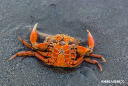 Krabben und viele andere Meerestiere findet man am Nordseestrand