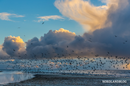 Hunderte Seevögel im Schwarm sind keine Seltenheit an der Nordsee 