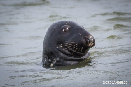 Robbe im Naturschutzgebiet Forvie National Nature Reserve