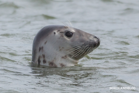 Ein Paradies für Robben im Naturschutzgebiet: Forvie National Nature Reserve