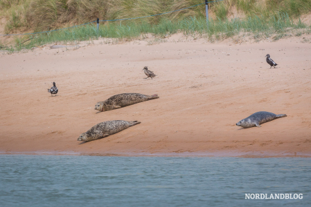 Im Naturreservat Forvie National Nature Reserve kann man die Robben am Strand beobachten 