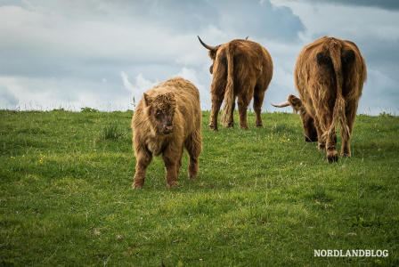 Highlandrinder beim Grasen
