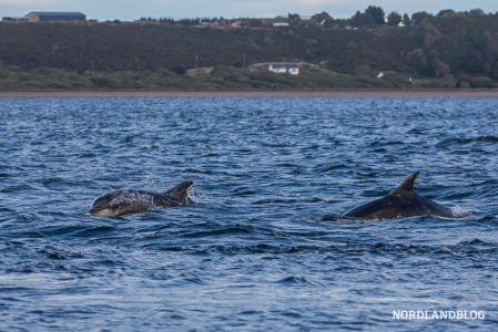 Delfine in Fortrose - am Leuchtturm von Chanonry Point