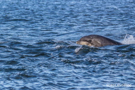 Delfine vom Land aus beobachten in Fortrose - am Leuchtturm von Chanonry Point