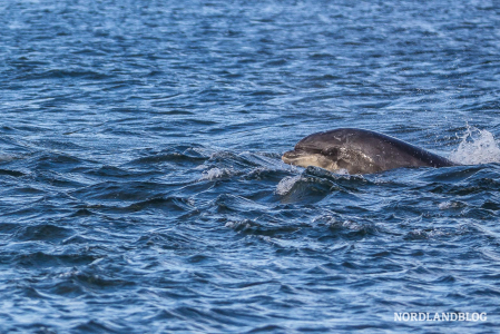 Delfine vom Land aus beobachten in Fortrose - am Leuchtturm von Chanonry Point 