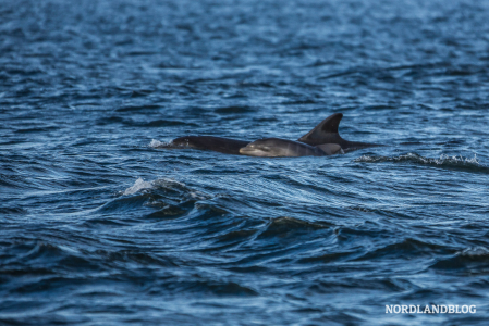Der junge Delfin lernt das Jagen im Meer bei Fortrose - am Leuchtturm von Chanonry Point