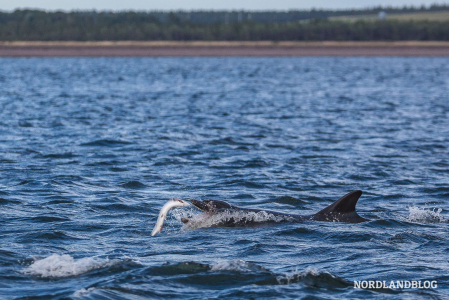 Delfin bei der Jagd in der Nähe von Fortrose - am Leuchtturm von Chanonry Point