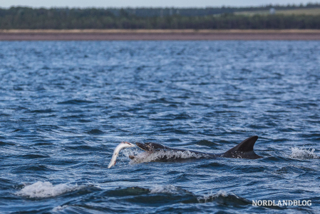 Delfin bei der Jagd in der Nähe von Fortrose - am Leuchtturm von Chanonry Point 