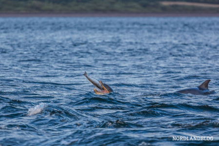 Delfin mit seiner Beute aufgenommen bei Fortrose