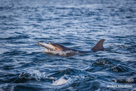 Spannend, den Delfinen bei der gemeinsamen Jagd zuzuschauen (Fortrose)
