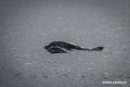 Der junge Delfin immer an der Seite der Eltern