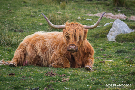 Faszinierende Tiere: Das schottische Hochlandrind ist typisch für Schottland