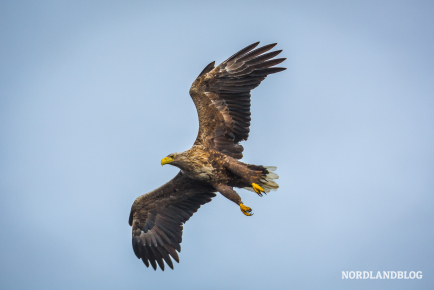 Ein majestätischer Seeadler auf der Jagd
