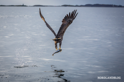 Seeadler bei der Jagd im Polarmeer vor den Vesterålen