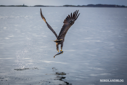 Seeadler bei der Jagd im Polarmeer vor den Vesterålen 