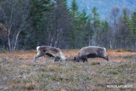 Rentiere bei einem Kampf während der Balz