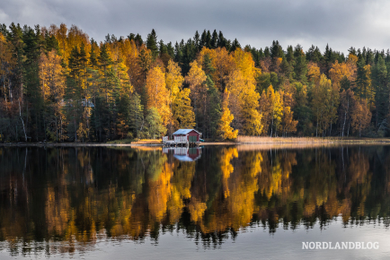 Ruska - die schönste Zeit in Finnland, wenn die Bäume in allen  Farben leuchten