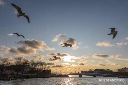 Bootsfahrt an der Küste von Helsinki und die Möwen sind immer unsere Begleiter