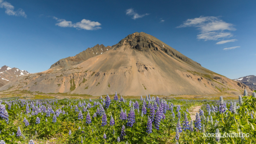 Lupinen - die Blumen Islands neben der Ringstraße 1 im Südosten von Island