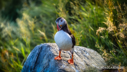 Papageitaucher auf der Vogelinsel Runde an der norwegischen Westküste