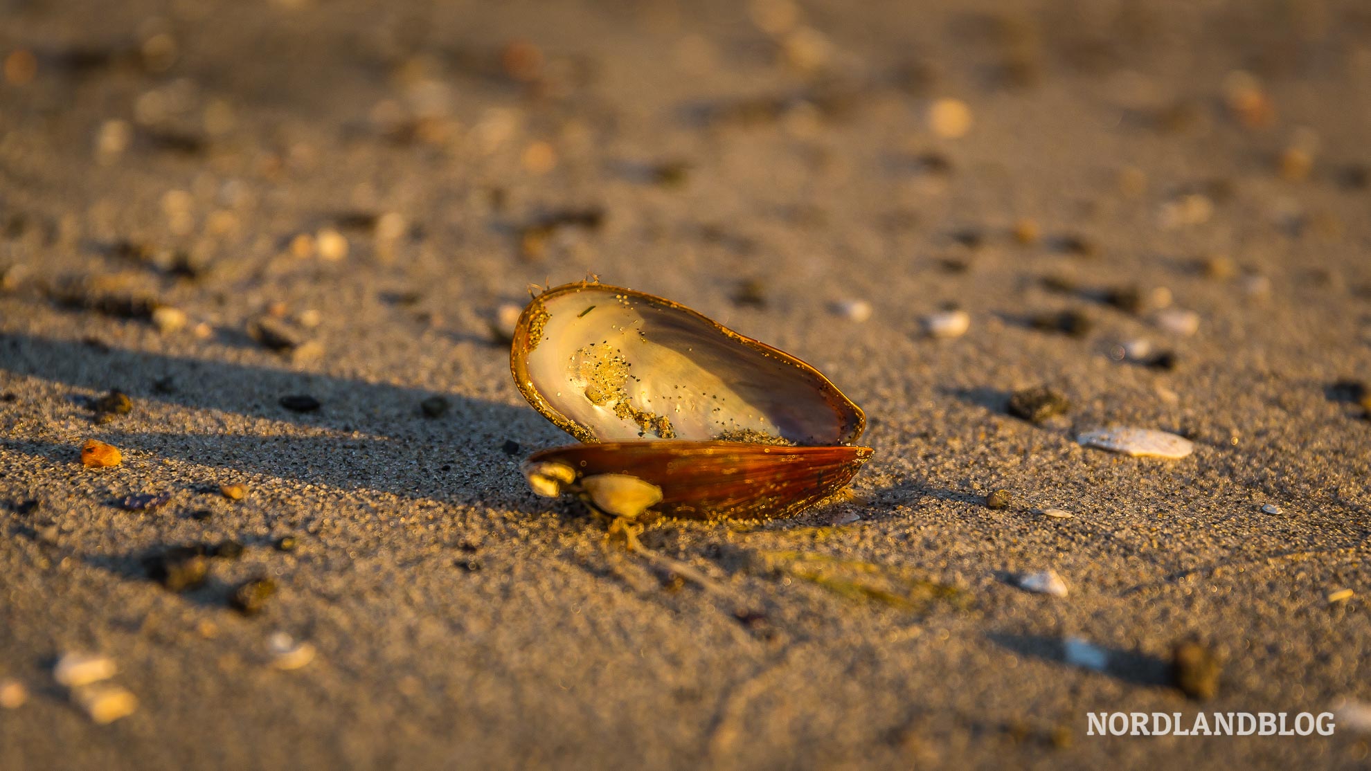 Muschel am Strand auf der Insel Senja im Licht der Mitternachtssonne (Nordnorwegen) Nordlandblog