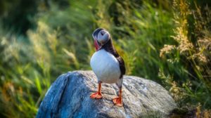 Titelbild Insel Lovund Papageitaucher Freddy (Norwegen - Nordlandblog)