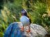 Titelbild Insel Lovund Papageitaucher Freddy (Norwegen - Nordlandblog)