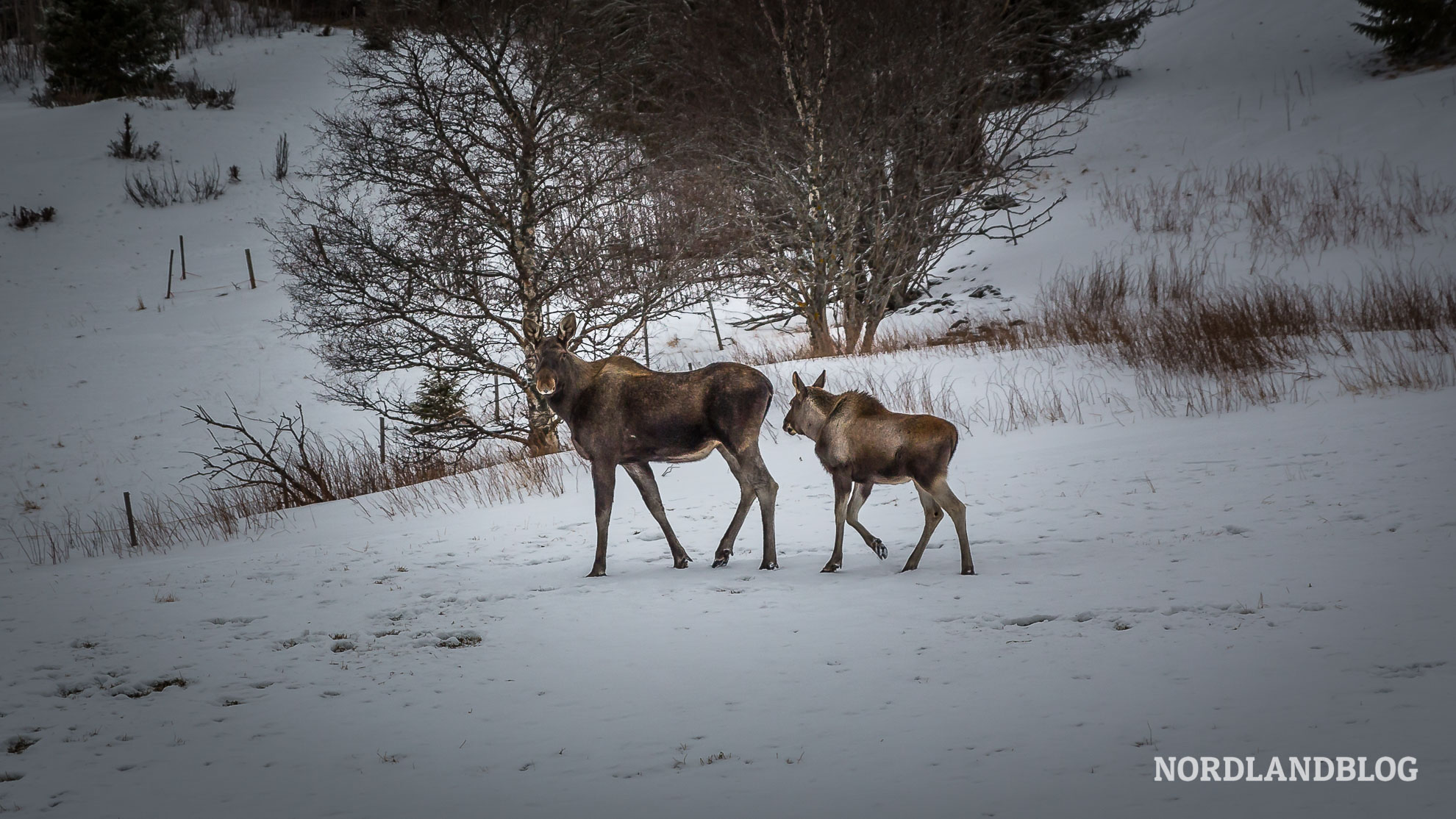 Elchkuh und Elchkalb im Winter (Norwegen) Kastenwagen Rundreise Winterwunderland-Tour