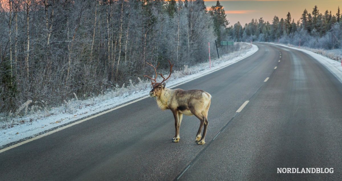 Roadtrip"Inseln des Nordens" - Winteranfang (Teil 6: Rückreise Norwegen / Finnland / Schweden) Roadtrip"Inseln des Nordens" - Winteranfang (Teil 6: Rückreise Norwegen / Finnland / Schweden) - Winter, Weihnachtsdorf, Vesteralen, Van, Tromsø, Senja, Rovaniemi, Roadtrip, Nordnorwegen, Inseln des Nordens, Inseln, Herbst, Finnland - roadtrips, norwegen - Im sechsten Teil der spannenden Beitragsserie über unsere Norwegen-Rundreise mit dem Kastenwagen, nehmen wir dich mit auf die Insel Sommarøy im Norden von Norwegen, nach Tromsø und auf den Rückweg durch Finnland, wo wir noch einmal in Rovaniemi halten.