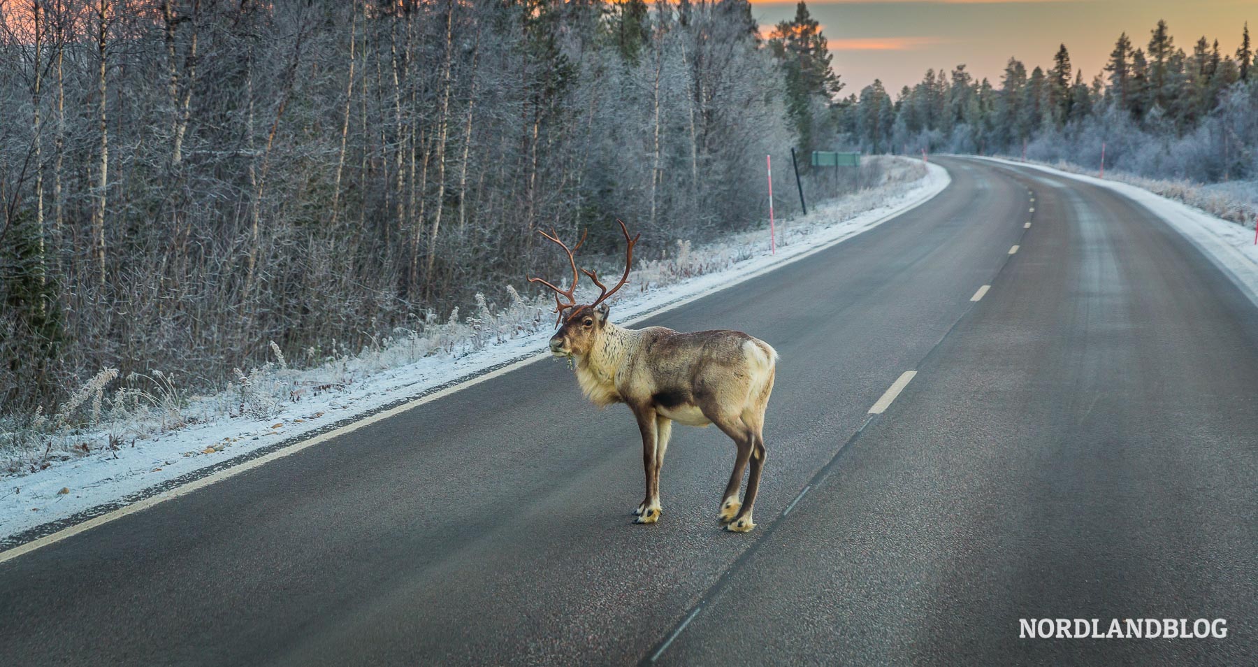 Rentier auf der Straße auf unserer Norwegen Rundreise