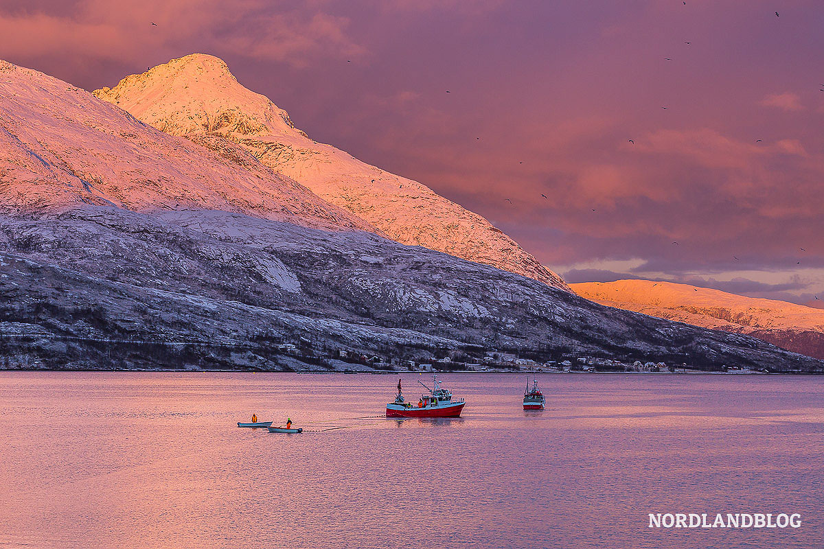 Walsafari in den Fjorden bei Tromsø in Nordnorwegen