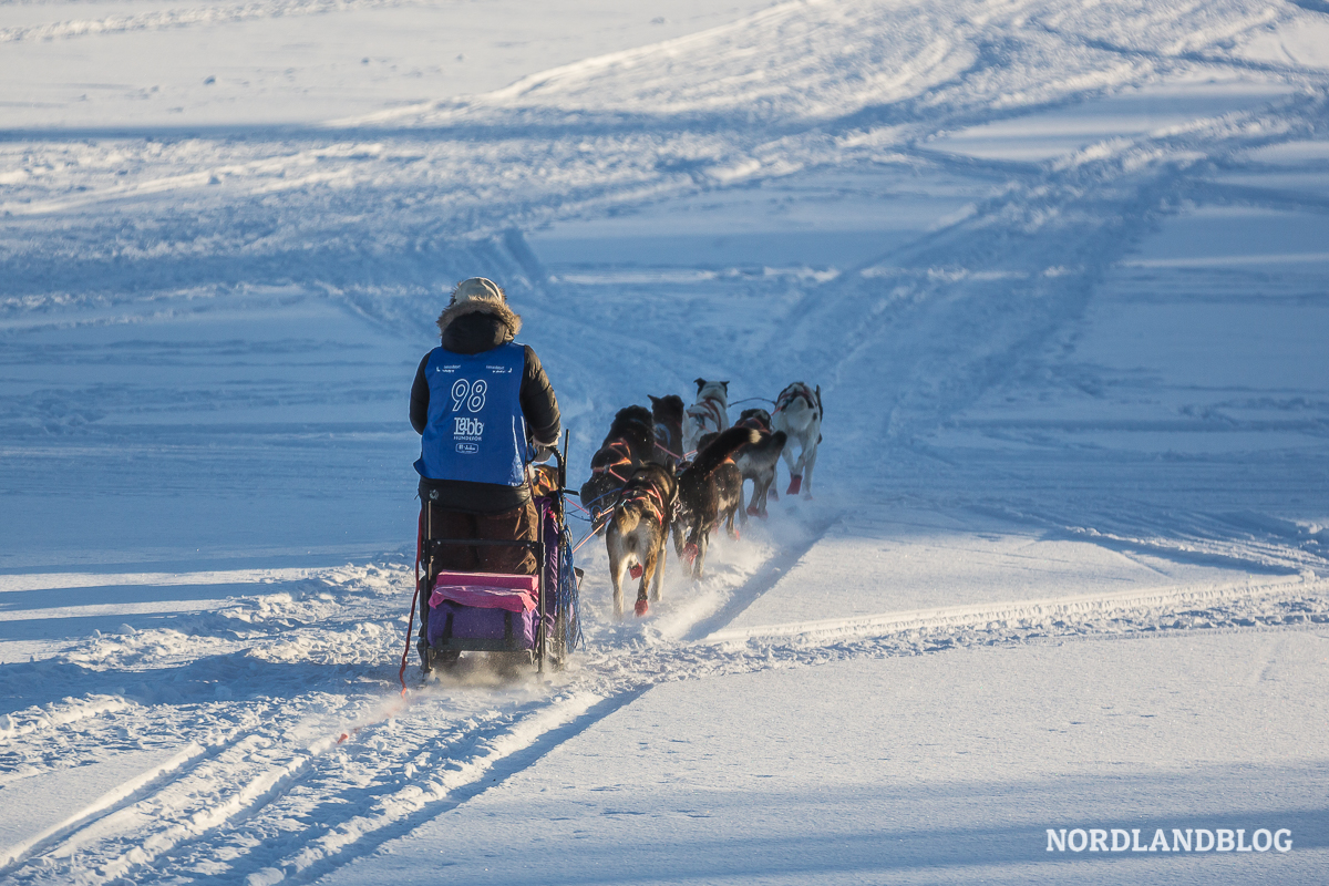Hundeschlitten-Rennen in Røros - der Gruvløpet ist ein renommierter Lauf in Norwegen
