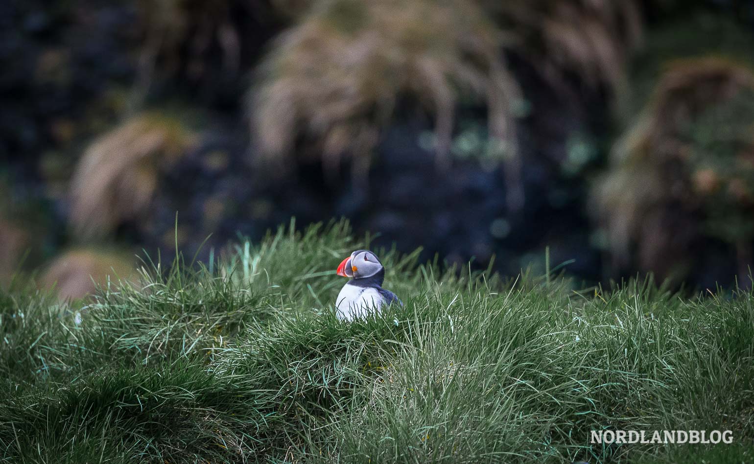 Papageitaucher Lundi Puffin in Island / Nordlandblog