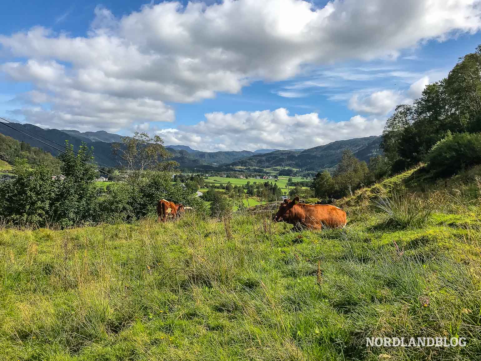 Weide auf der Wanderung in Vikedal in Norwegen