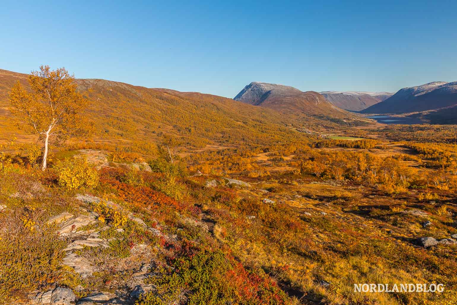 Die Heide leuchtet in den schönsten goldenen Farben, die man sich vorstellen kann