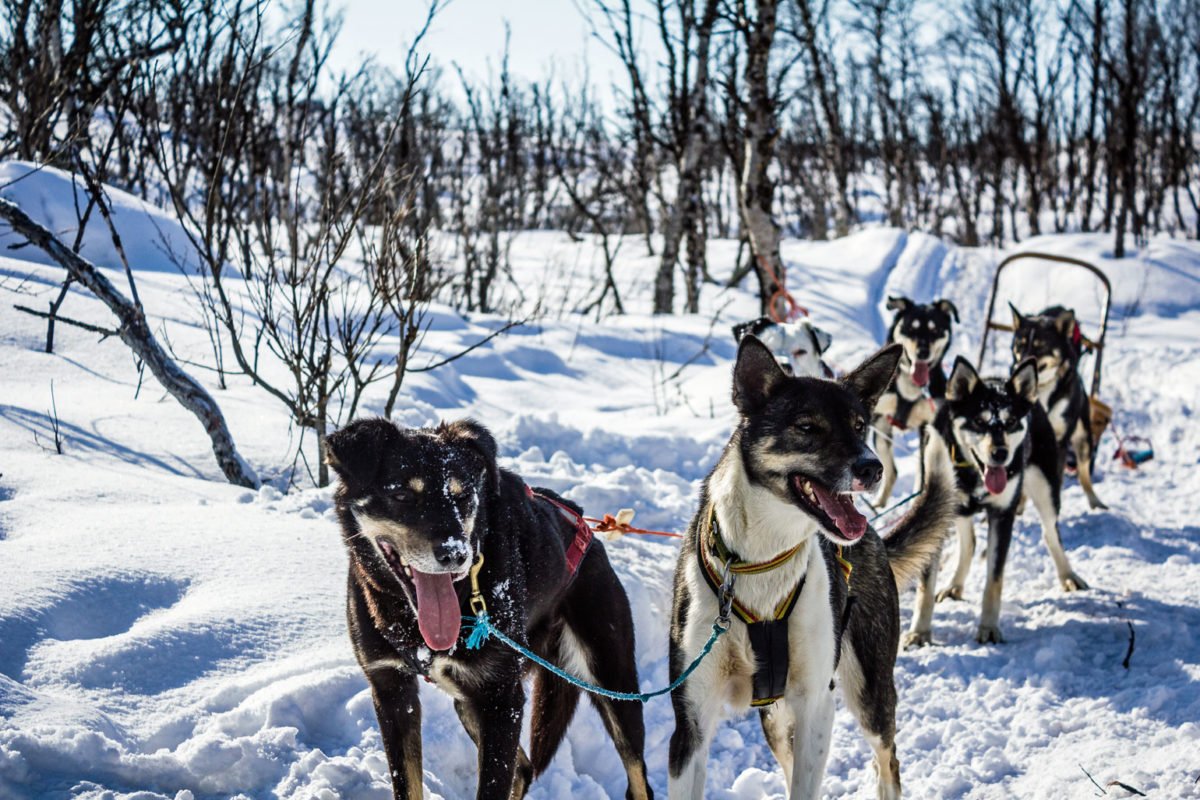 8 Tage unterwegs mit dem Hundeschlitten - Einmalige Abenteuer im Norden von Norwegen 8 Tage unterwegs mit dem Hundeschlitten - Einmalige Abenteuer im Norden von Norwegen - Winter, Nordnorwegen, Husky, Hundeschlitten, Expedition, Aktivitäten, Abenteuer - sponsored-post, norwegen-reisetipps - Transparenzhinweis: Bei diesem Beitrag handelt es sich um die Beschreibung von Aktivitäten und Erlebnissen durch den Anbieter inklusive einer Verlinkung zu dessen Homepage