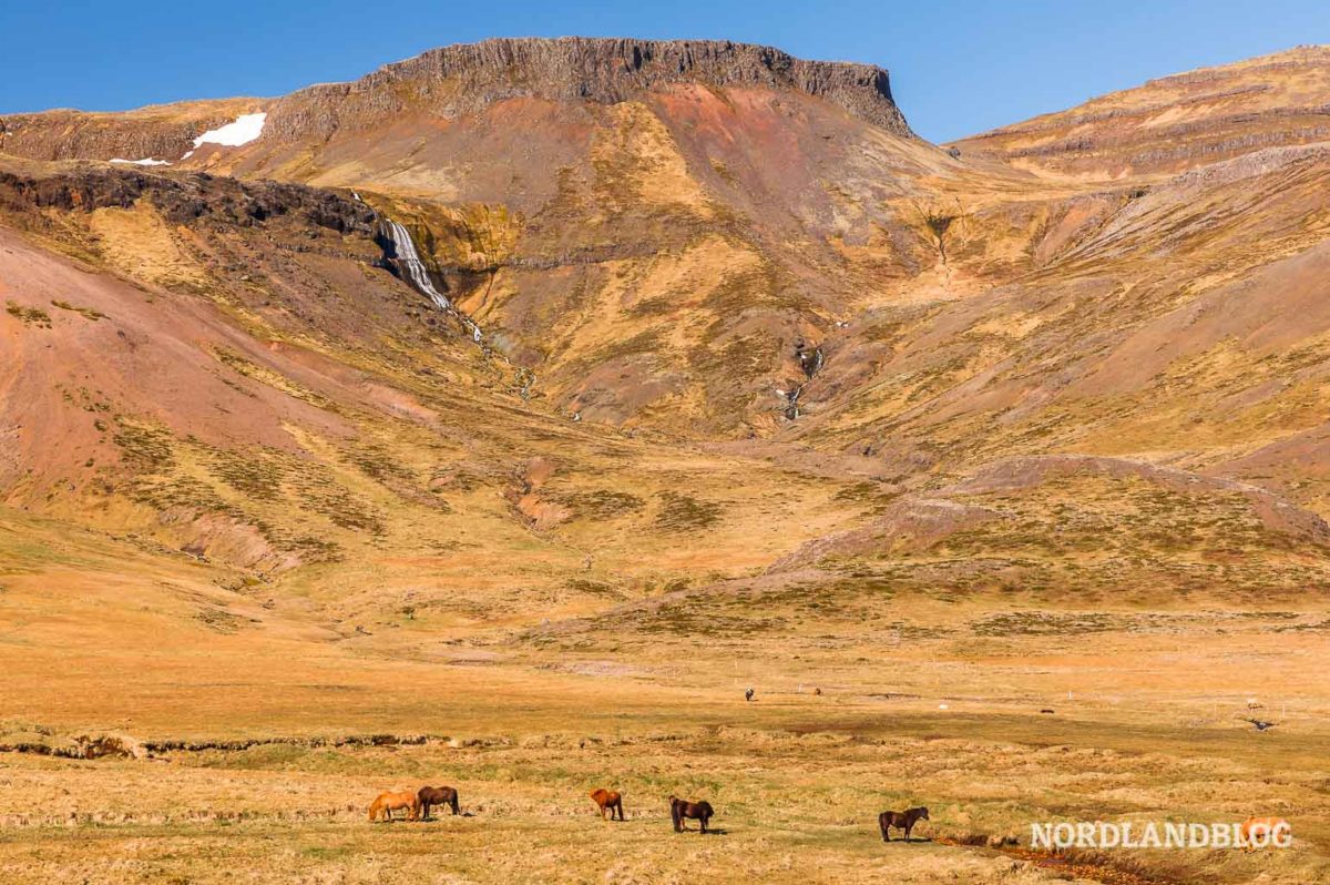 Island-Pferde in der Tiefebene auf Snaefellsnes Island-Pferde in der Tiefebene auf Snaefellsnes