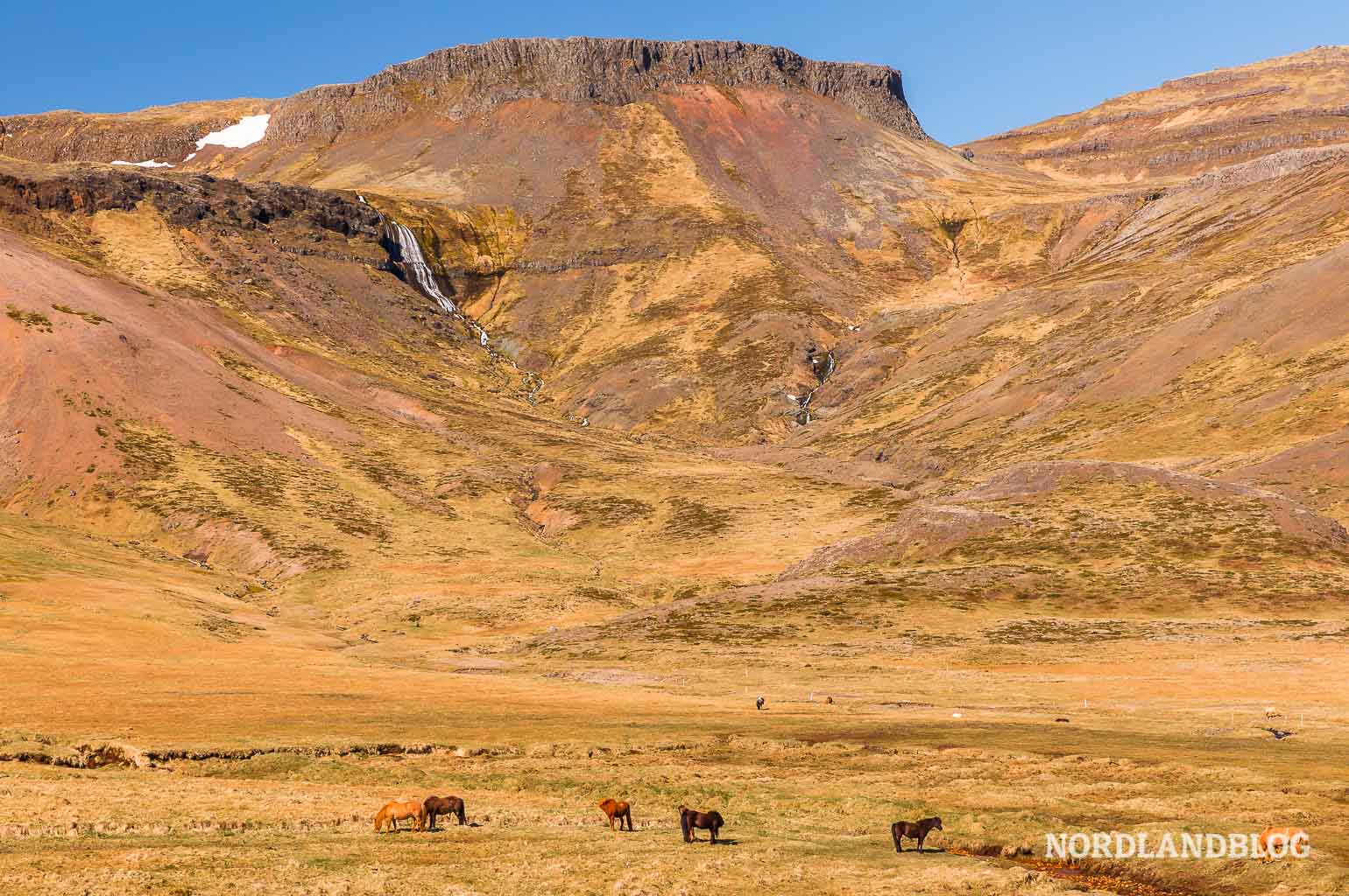 Island-Pferde in der Tiefebene auf Snaefellsnes