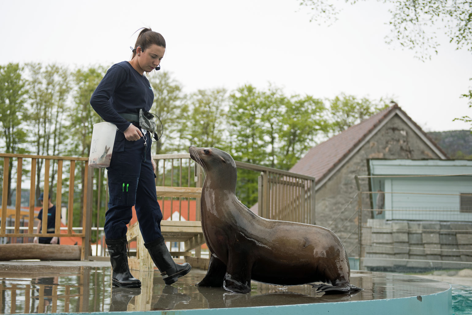 Seehund im Aquarium in Bergen, Norwegen.