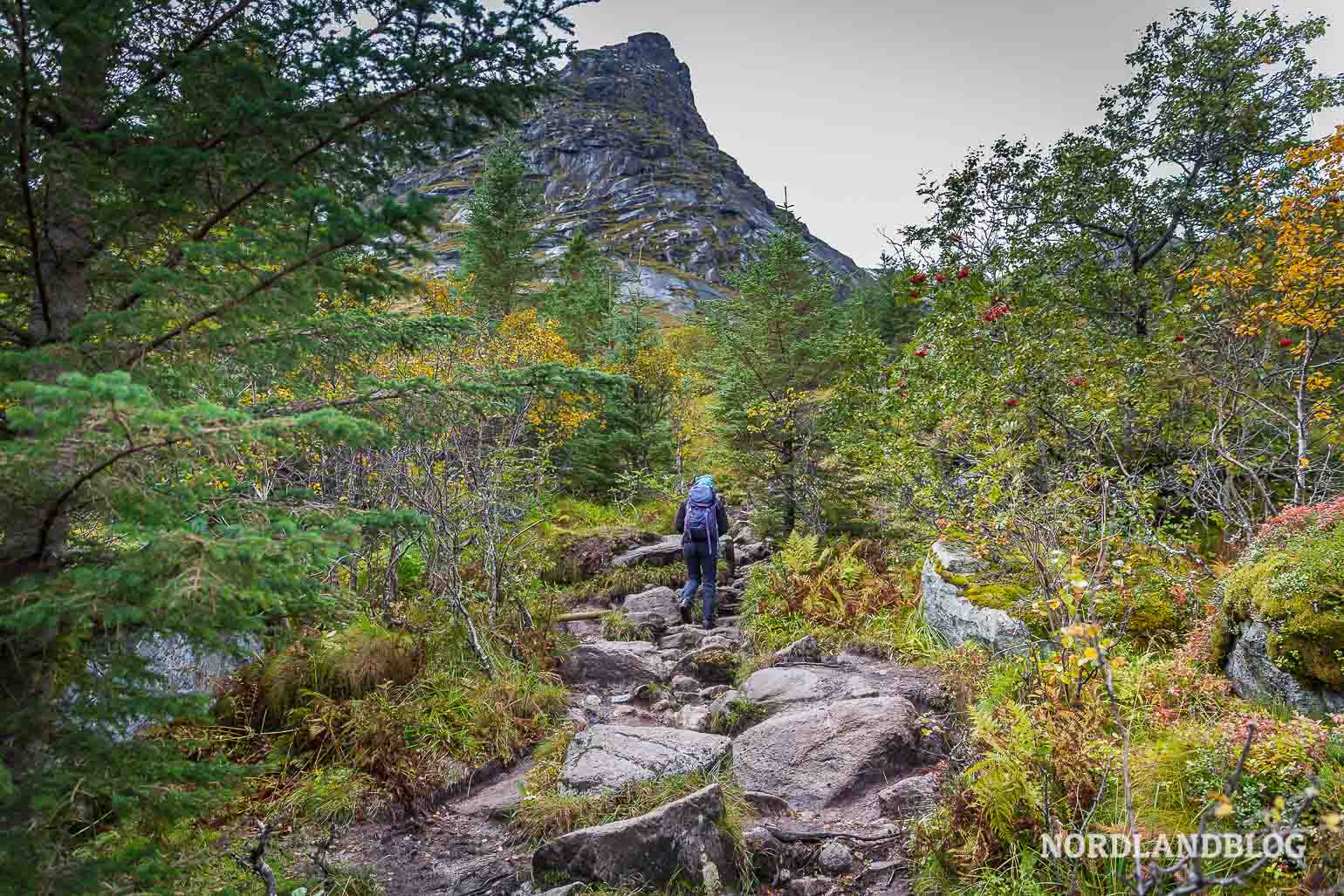 Weg durch das Wäldchen zur Kvalvika Bucht auf den Lofoten in Nordnorwegen