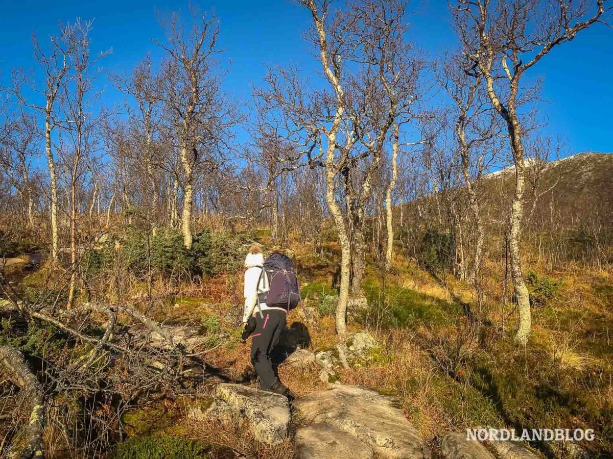 Der Weg zum Husfjellet führt durch einen kleinen Birkenwald auf der Insel Senja in Norwegen Der Weg zum Husfjellet führt durch einen kleinen Birkenwald auf der Insel Senja in Norwegen