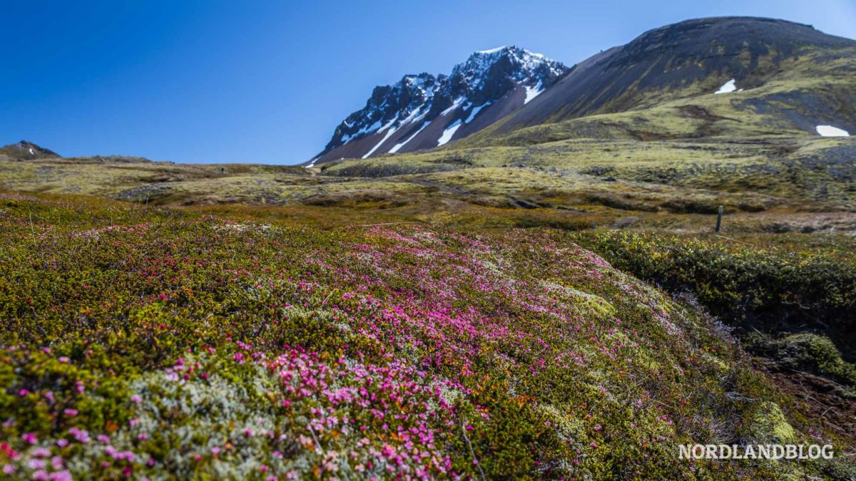 Blumen auf der Wanderung zur Bucht Brunavik in Borgarfjörður Island (Nordlandblog)