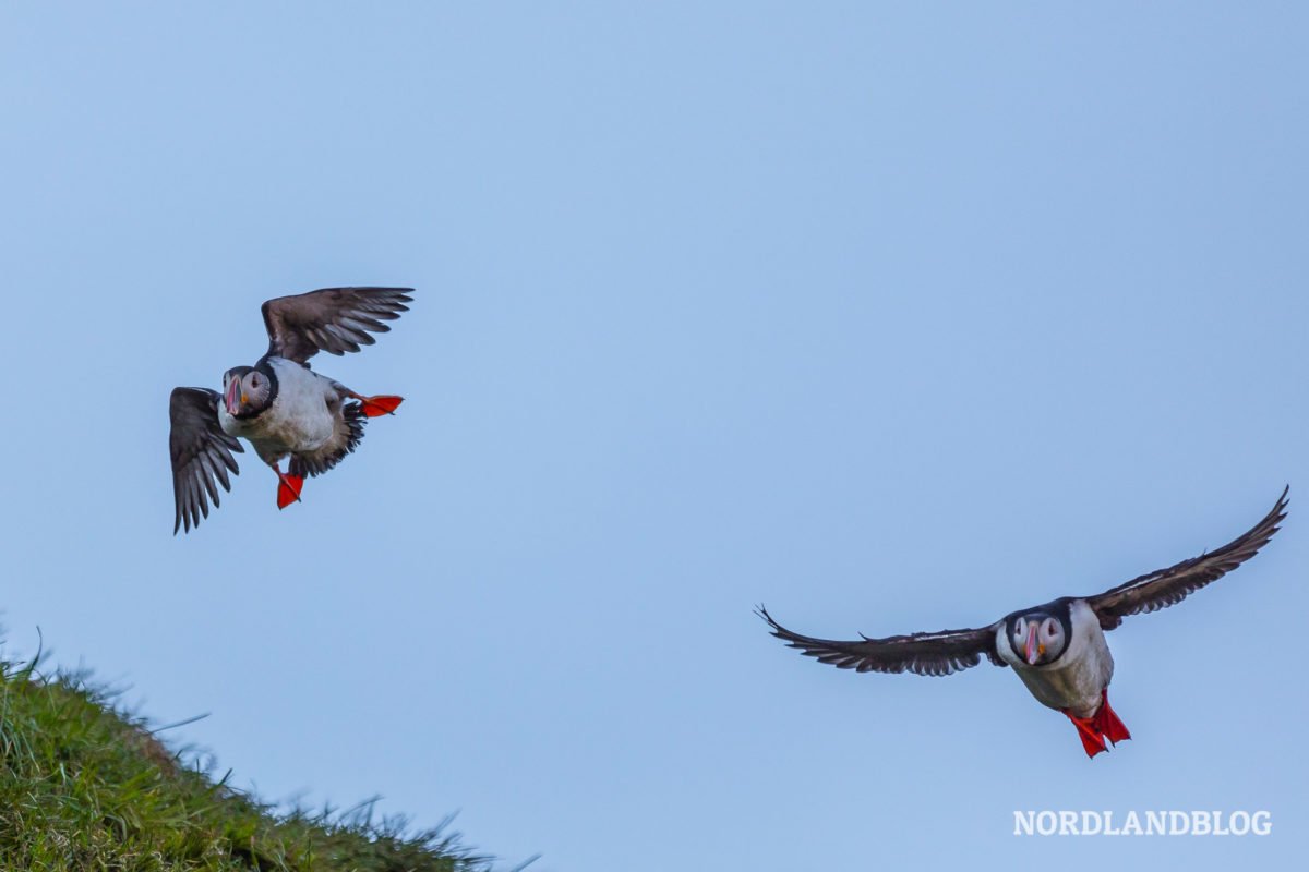 Fliegende Papageitaucher in Borgarfjörður Island (Nordlandblog)