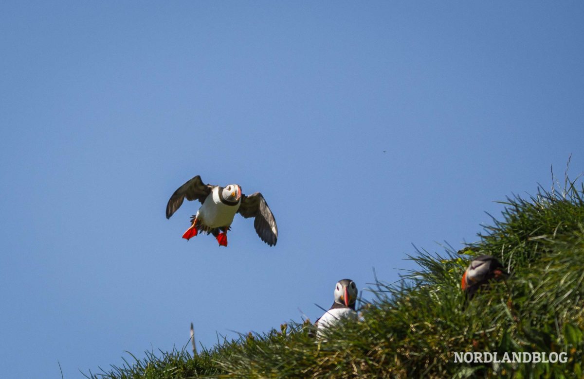 Papageitaucher bei der Landung in Borgarfjörður Island (Nordlandblog)