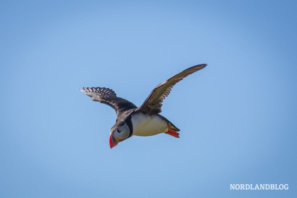 Papageitaucher im Flug in Borgarfjörður Island (Nordlandblog)