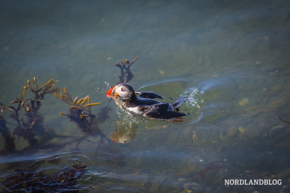 Papageitaucher im Meer in Borgarfjörður Island (Nordlandblog)