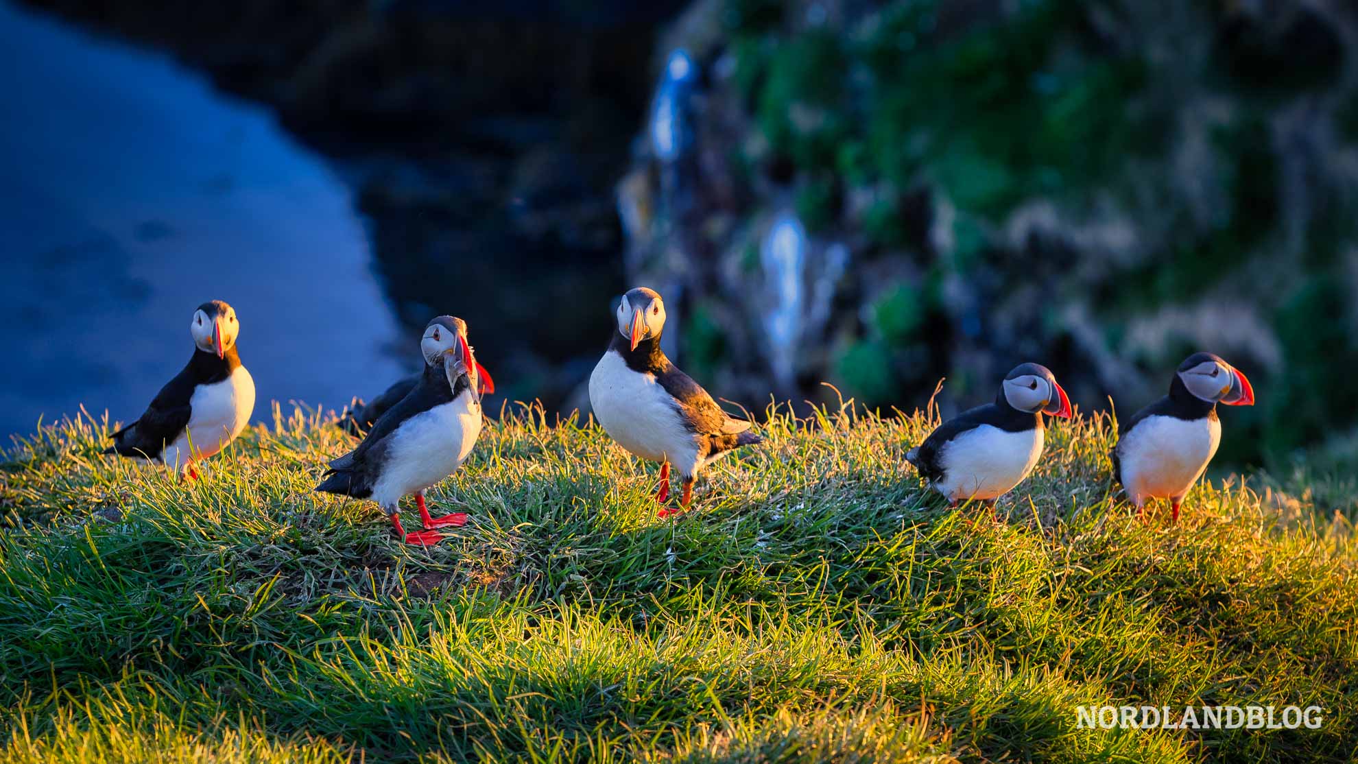 Papageitaucher in Borgarfjörður im Nordosten von Island (Nordlandblog)