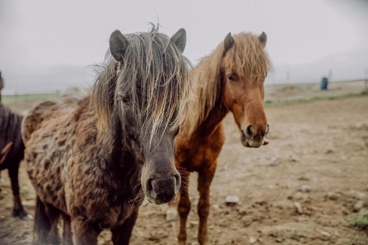 Die berühmten Island Pferde.