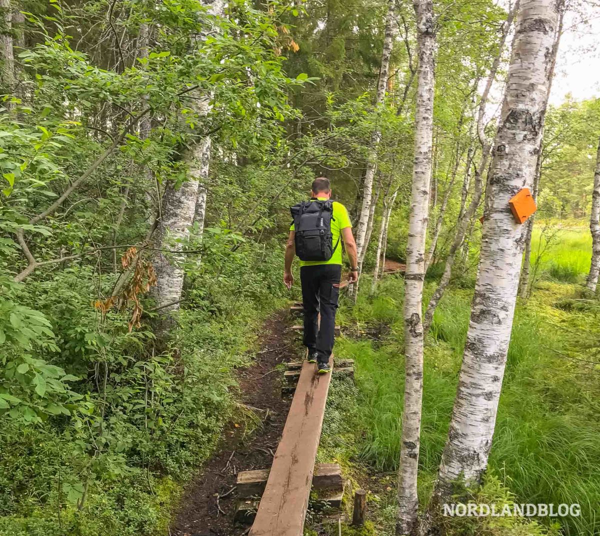 Sirko-wandert-auf-Holzbohlen-im-Teijo-Nationalpark-Südfinnland