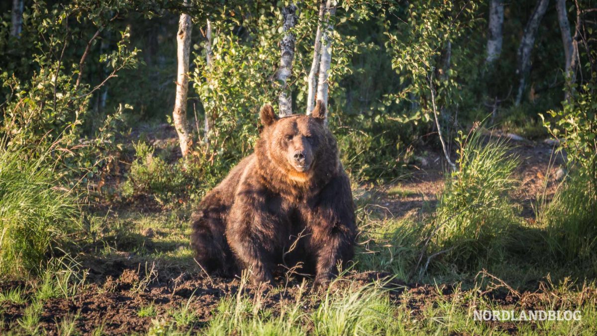 Bär schaut direkt zur Beobachtungshütte in Kuusamo Finnland